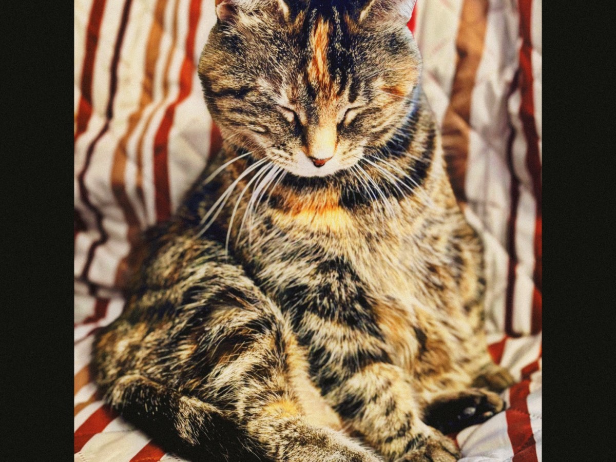 Temporal Cognition: A&nbsp;Hypothesis