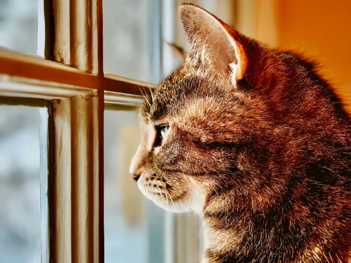 The Moral Principle of Action-Motivation